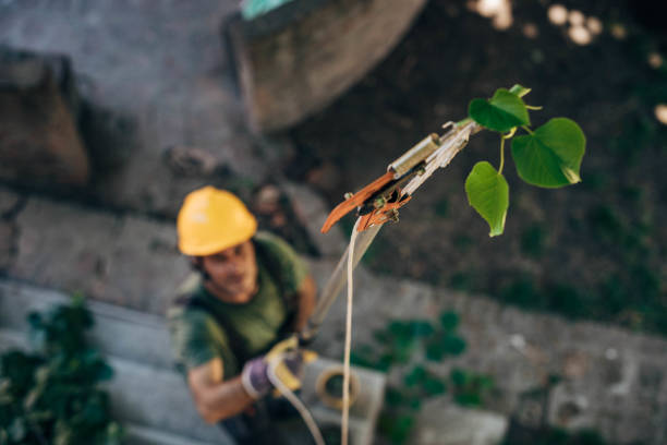 Residential Tree Removal